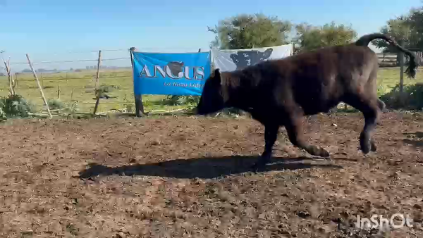 Lote 100 Terneros