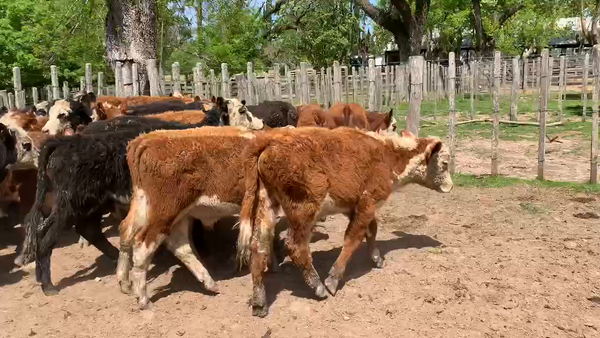 Lote 42 Novillos 1 a 2 años en Melo, Cerro Largo