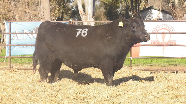 Lote TOROS ANGUS NEGROS  PC
