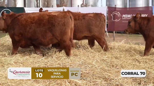 Lote VAQUILLONAS PC PARA SERVICIO