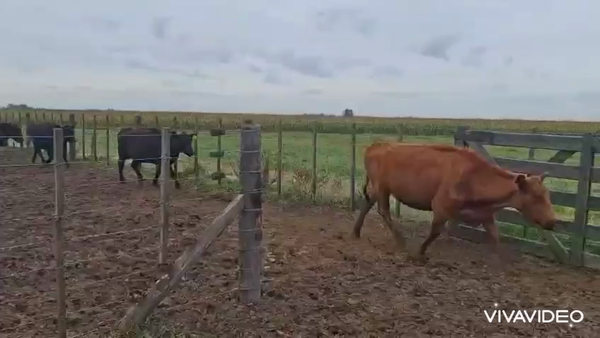 Lote 90 VACAS VACIAS POR TACTO