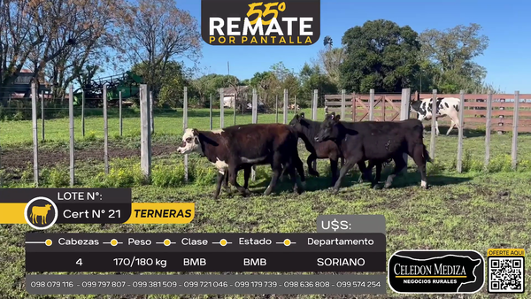 Lote 4 Terneras en Agraciada, Soriano