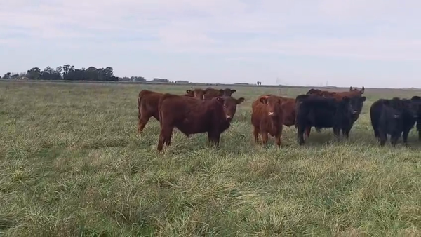 Lote 30 Terneros