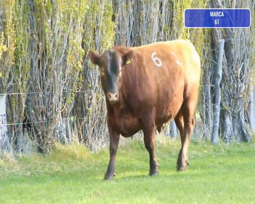Lote 1 Toro en Río Ibáñez, XI Región Aysén