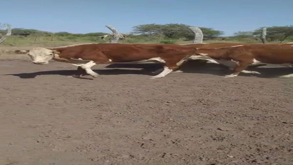 Lote 33 Vacas de invernar en Federal, Entre Ríos