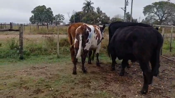 Lote NOVILLOS