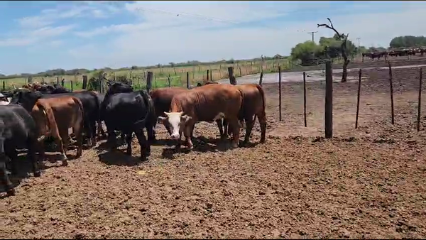 Lote 40 Vaquillonas Cruzas Británicas en Helvecia, Santa Fe
