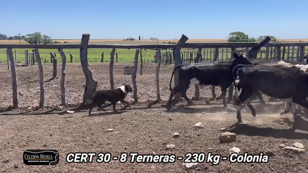 Lote 8 Terneras en La Horqueta, Colonia