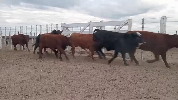 Lote 60 Terneras en Santa Fe, Capivara