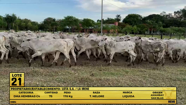 Lote LOTE 21