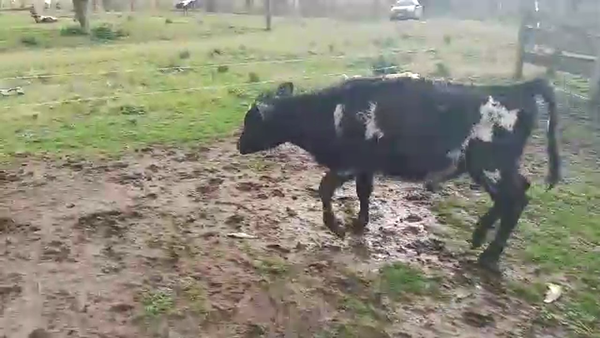 Lote Terneros 120kg - , San José