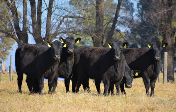 Lote "Cabaña ""Don Felix"" Vaquillonas PC"