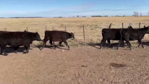Lote 42 TERN.MACHOS, OLAVARRÍA, BS. AS.