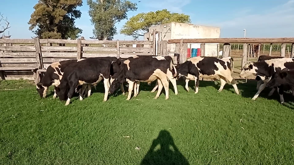 Lote 23 Terneros en Santa Fe, Las Palmeras