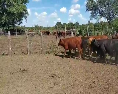 Lote 40 Novillos en Vera y Pintado, Santa Fe