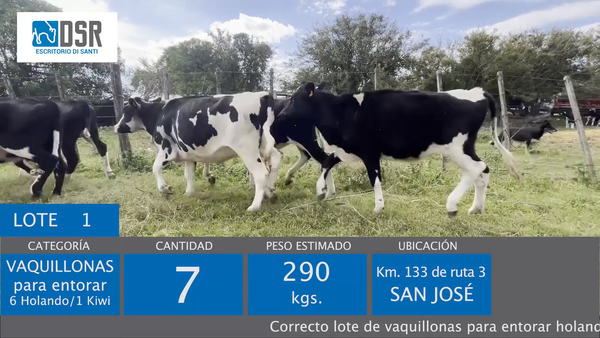 Lote 7 Vaquillonas , Florida