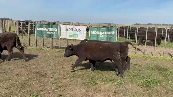 Lote 200 Novillitos en Tres Arroyos