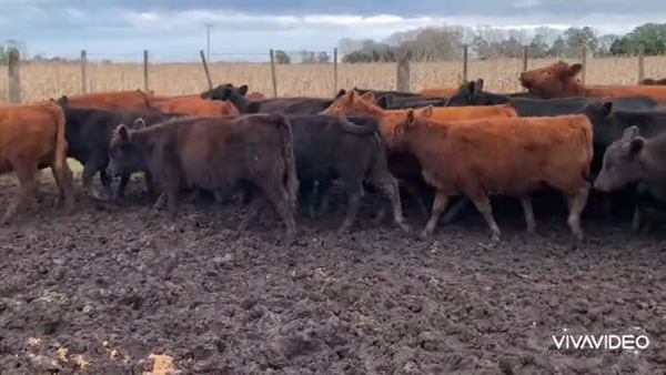 Lote 79 Terneras en Castelli, Buenos Aires