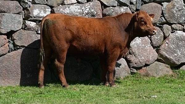 Lote 3 Toros, San José