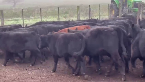 Lote 75 TERNS. MACHOS, CNEL. SUAREZ, BS. AS.