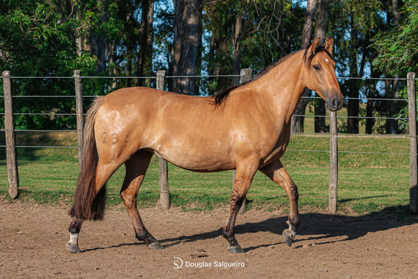 Lote NOVIA ALEGRE DE LA COLINA