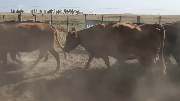 Lote 27 Vacas p/ Invernar en Espartillar