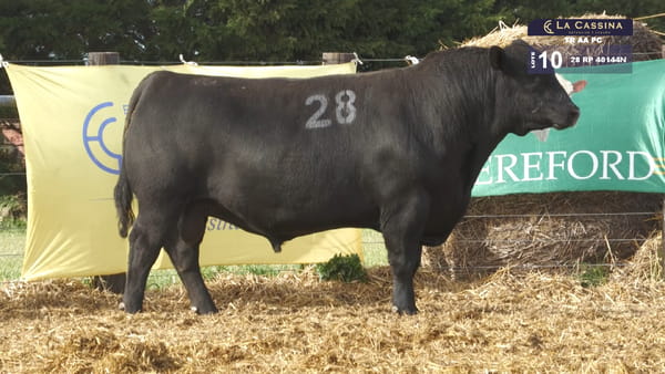 28 -  40144N — TOROS ANGUS PURO CONTROLADO
