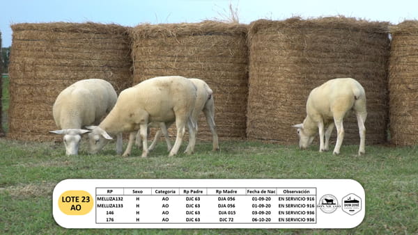 Lote Lote 23 - AO