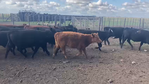 Lote 70 Terneras en Azul, Buenos Aires