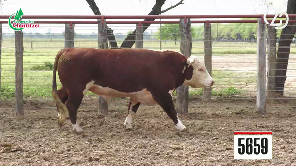 Lote Hereford