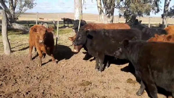 Lote 27 Novillitos en Rivera
