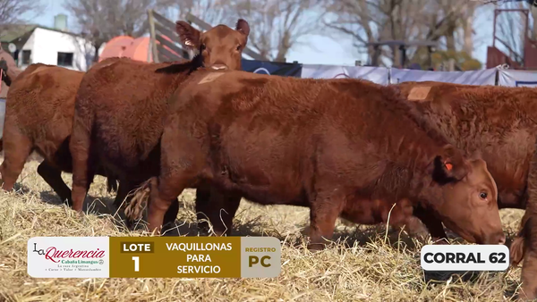 Lote VAQUILLONAS PC PARA SERVICIO