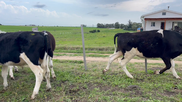 Lote NOVILLOS 1 a 2 AÑOS