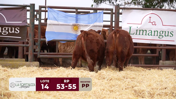 Lote TERNERAS PP