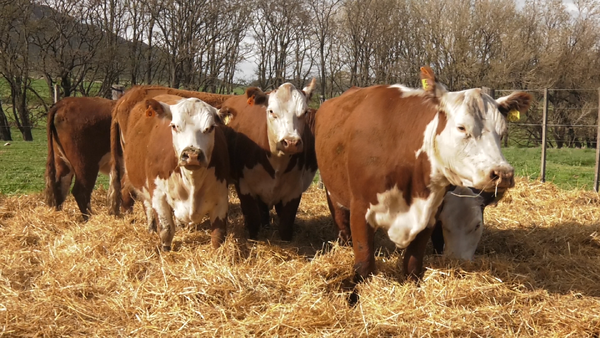 Lote VACAS P.HEREFORD PARICIÓN PRIMAVERA CABAÑA HUAICO MUN