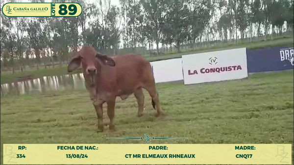 Lote LOTE 89
