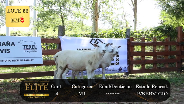 Lote LOTE 56