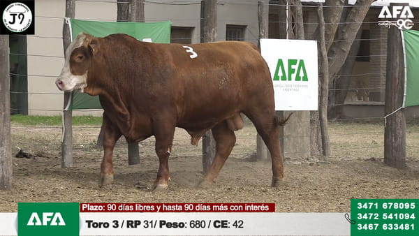Lote "Cabaña ""3 HERMANOS"" Toros"