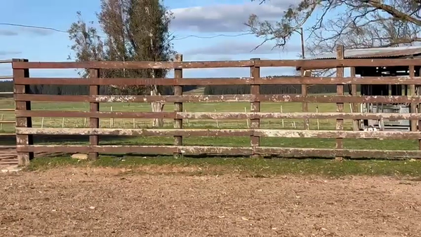 Lote 10 Vaquillonas , Durazno