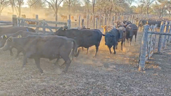 Lote 100 Vacas faena