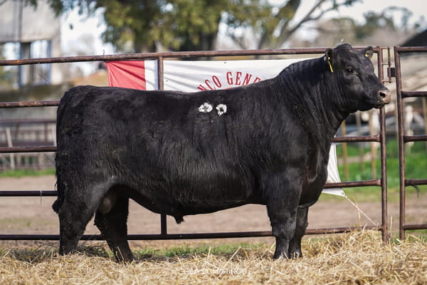 3055 — TOROS ANGUS  PP