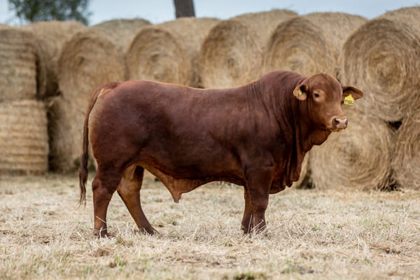 Lote Reproductores Altohondo - Lote 70