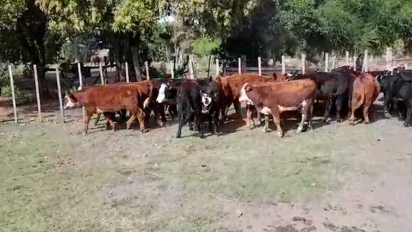 Lote TERNERAS