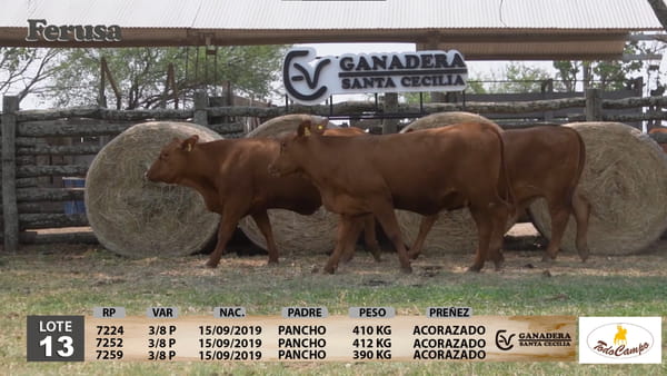 Lote Ganadera Santa Cecilia - Lote 13