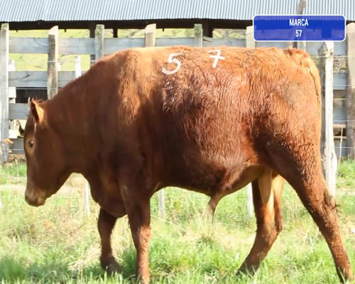 Lote 1 Toro en Coyhaique, XI Región Aysén