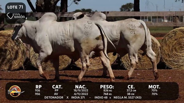 Lote LOTE 71