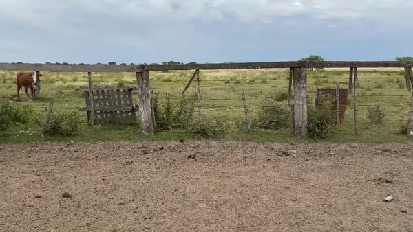 Lote 70 Terneros en Corrientes, Curuzú-Cuatiá