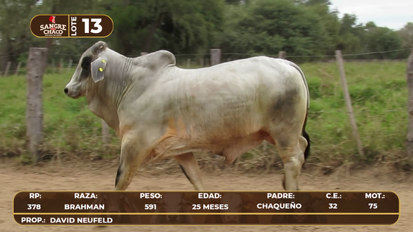 Lote Lote 13