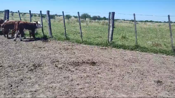 Lote 78 Vacas nuevas C/ cria