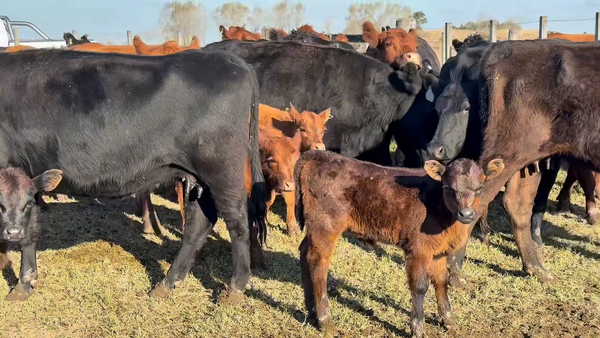 Lote 38 Vacas AL CTE NUEVAS Y MEDIO USO